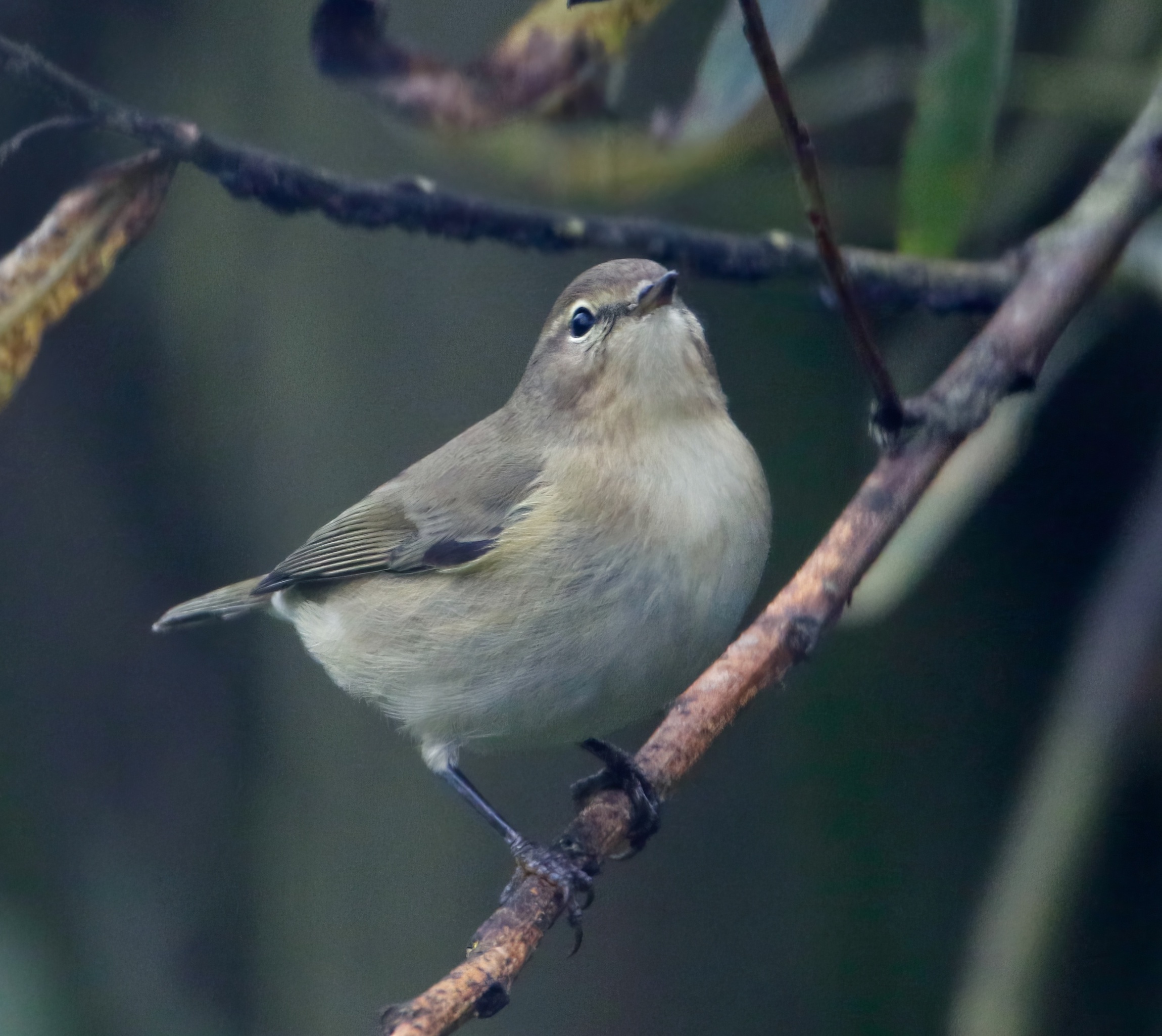 SiberianChiffchaff Oct2016 Saltfleetby MJTarrant topaz enhance