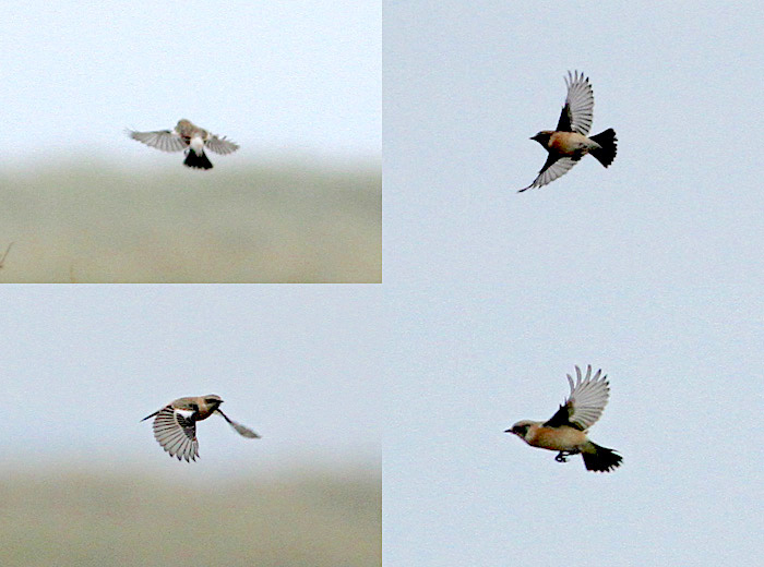 SiberianStonechat2 051013 GibPoint RussHayes copy