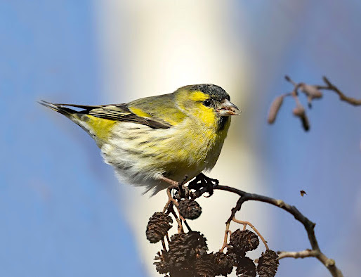 Siskin 010222 WatersEdgeCP GPCatley