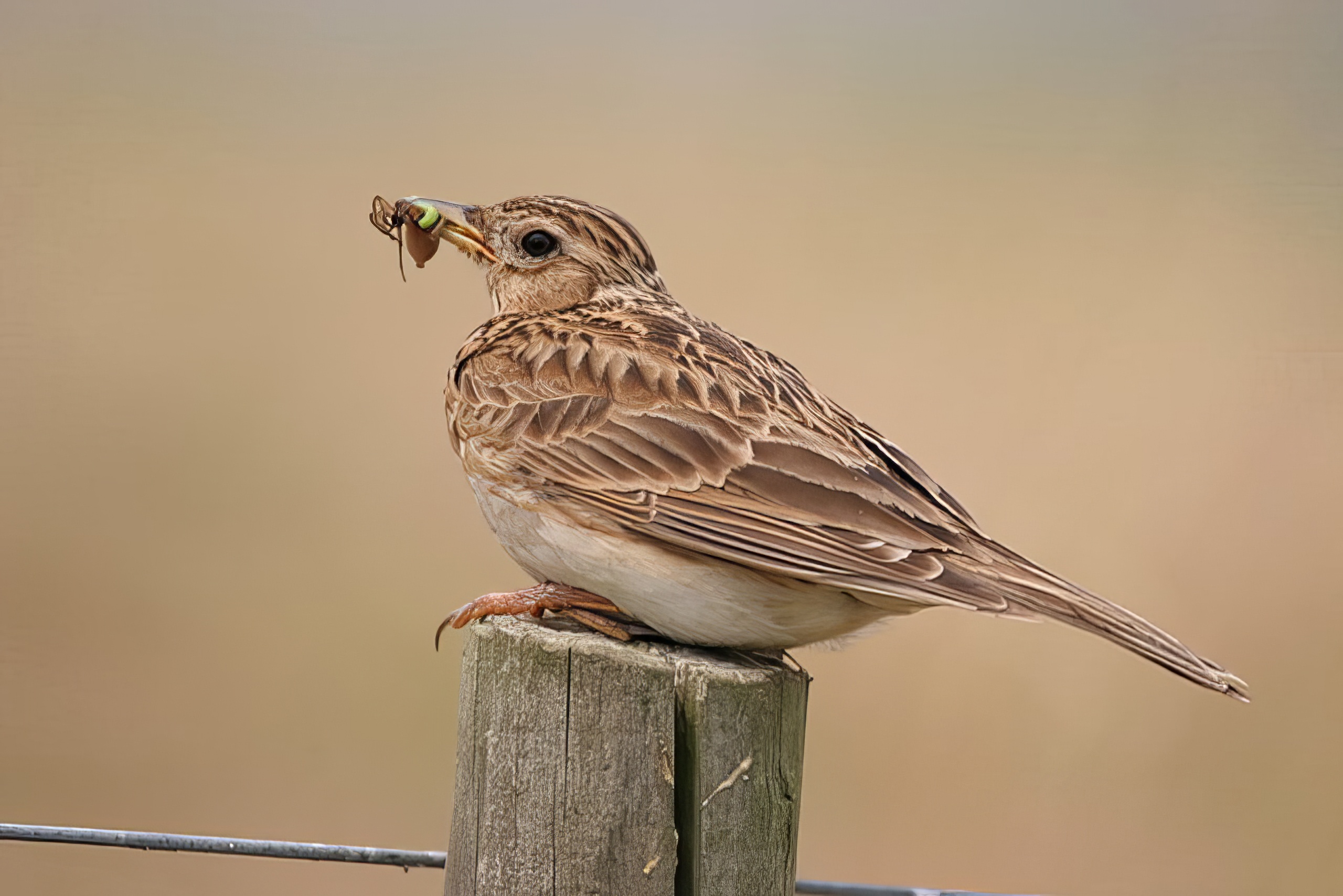 Skylark 060706 KelseyMoor DEades topaz enhance