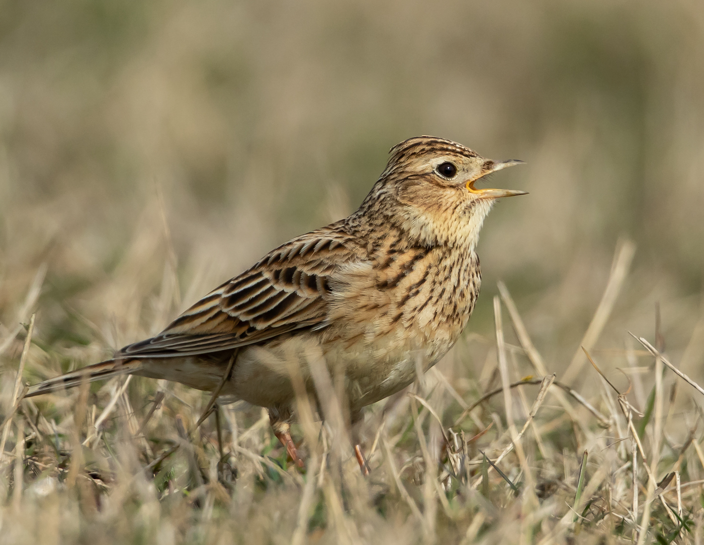 Skylark 190419 Frampton MDJohnson