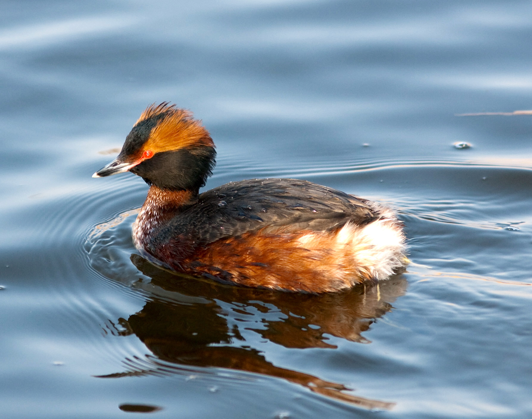 SlavonianGrebe 010407 WatersEdgeCP GPCatley