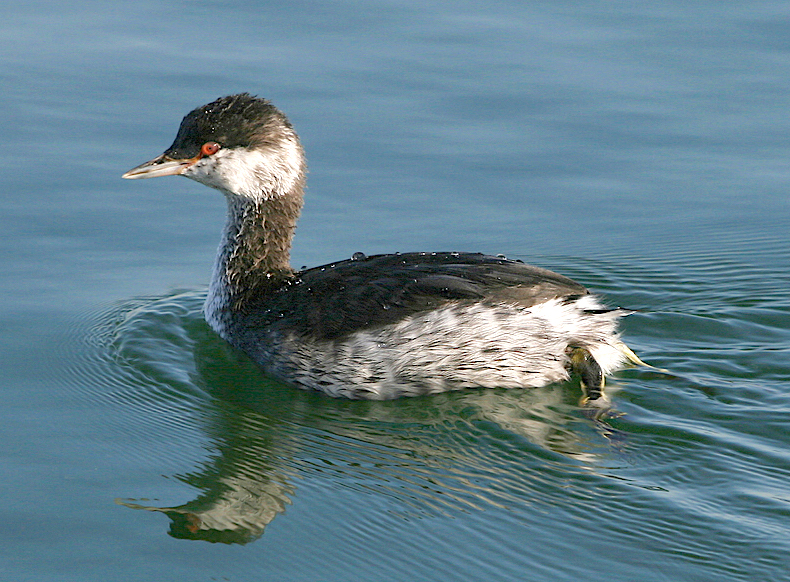 SlavonianGrebe 271007 CovenhamRes NeilSmith