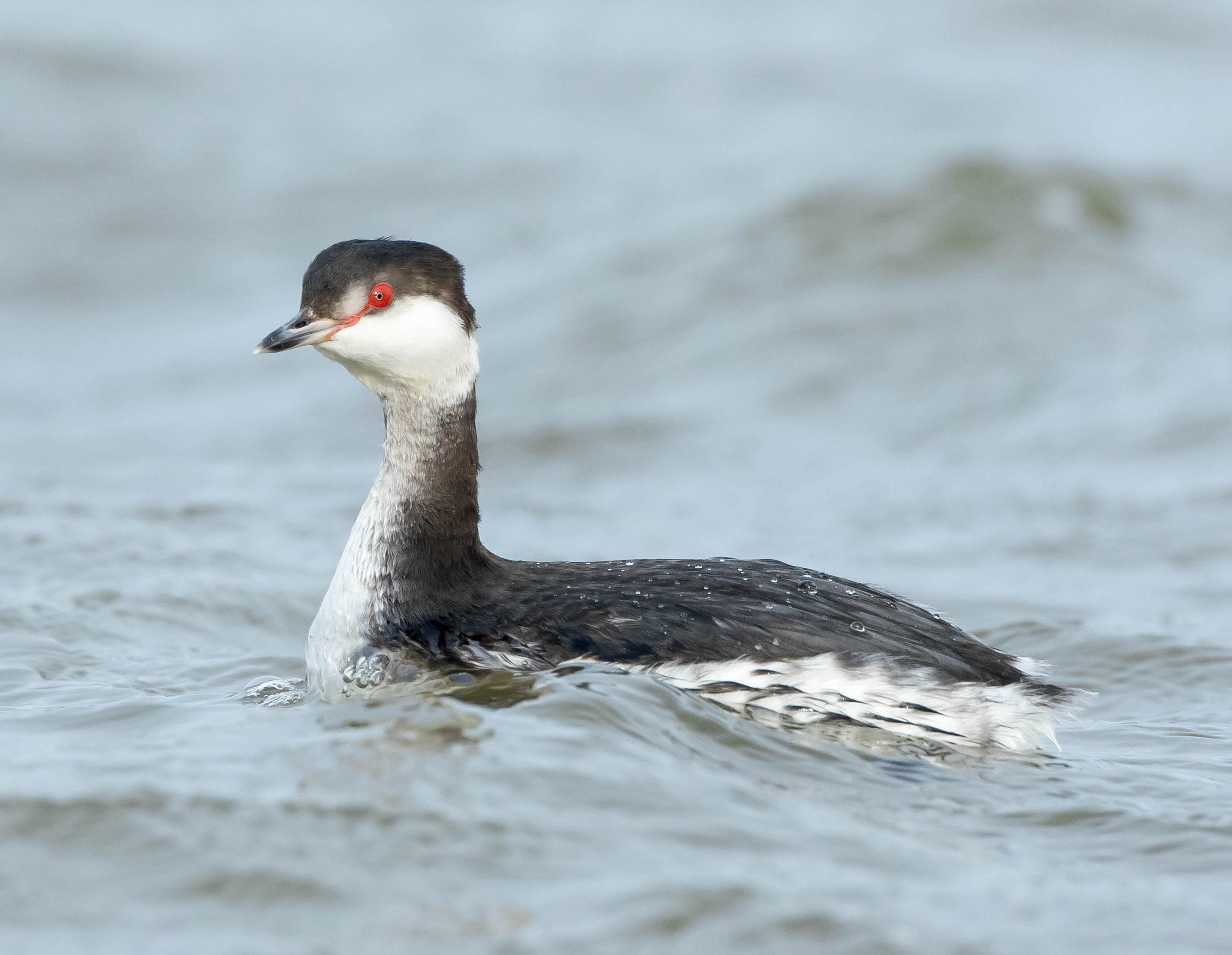 SlavonianGrebe CleethorpesCP 300116 MDJohnson