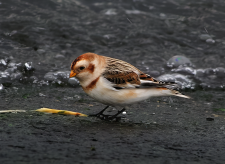 SnowBunting 111221 Covenham Res PAHyde topaz enhance