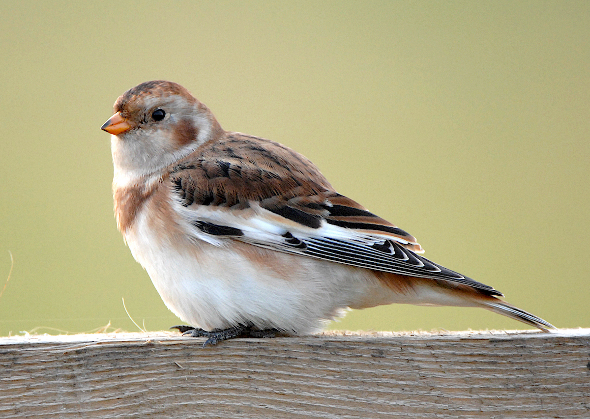 Snow Bunting Nov2009 FramptonMarsh SteveKeightley