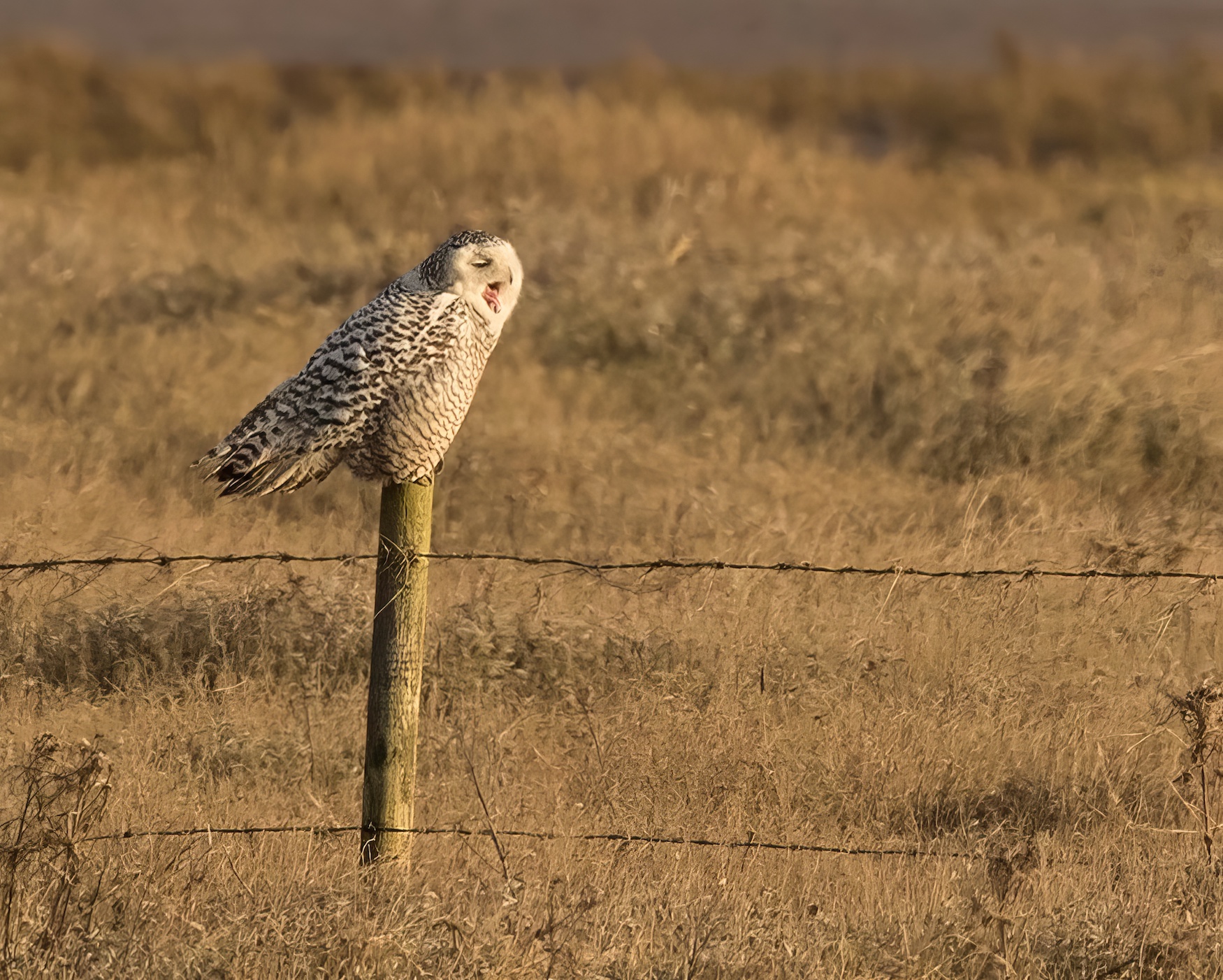 SnowyOwl1 1CYF 220318 RAFWainfleet UnknownPhotographer topaz enhance