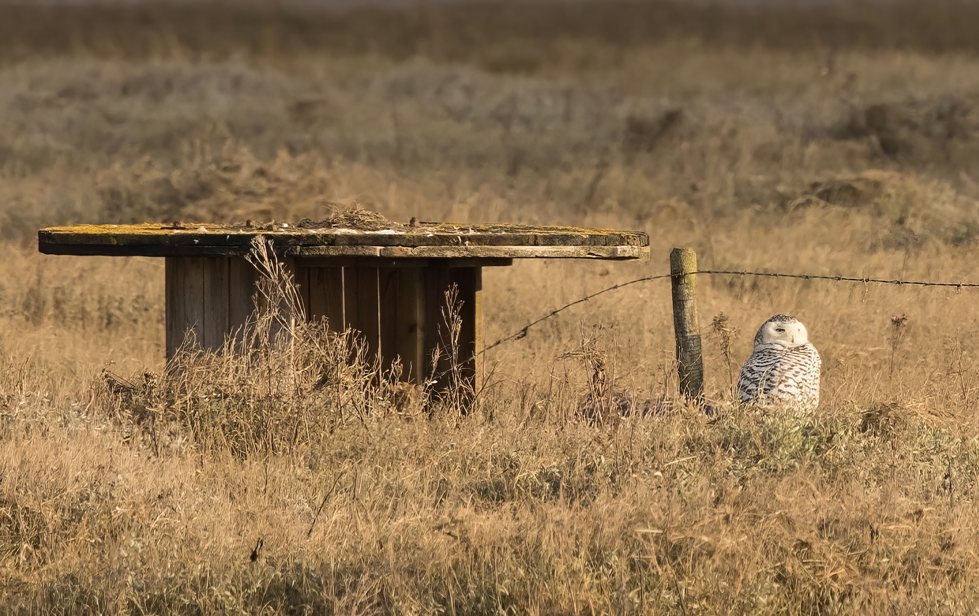 SnowyOwl2 1CYF RAFWainfleet UnknownPhotographer topaz enhance