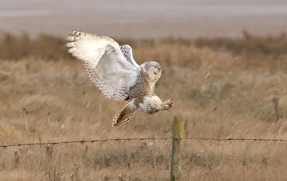 SnowyOwl3 220318 RAFWainfleet UnknownPhotographer topaz denoise