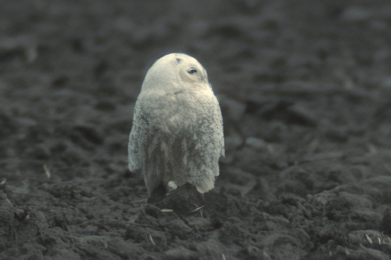 SnowyOwl 291290 Wainfleet GPCatley topaz enhance