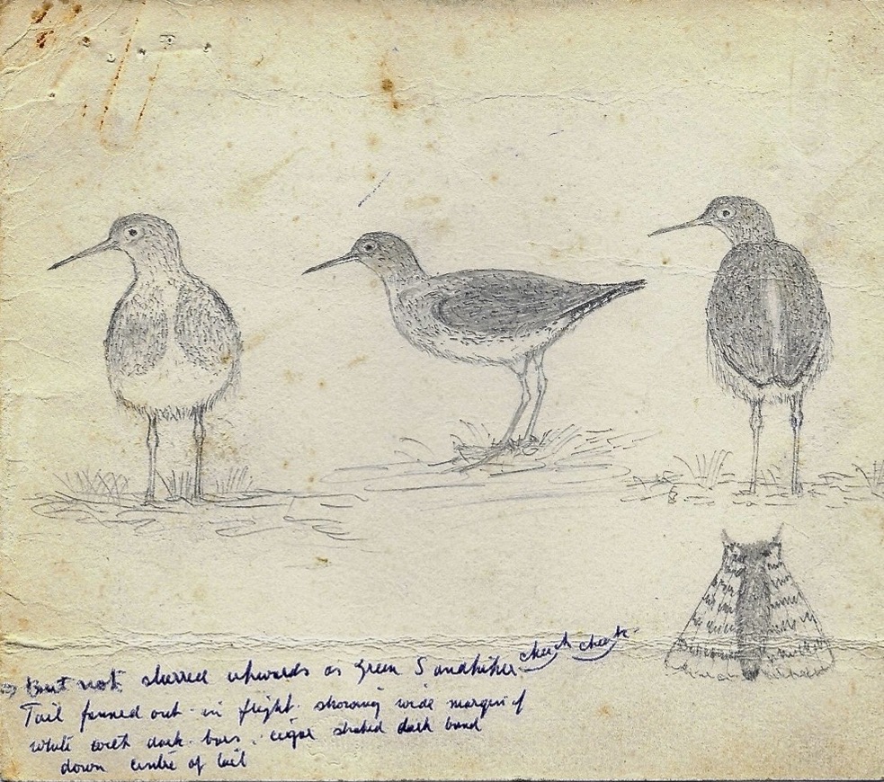 SolitarySandpiper2 1963 Bardney copy
