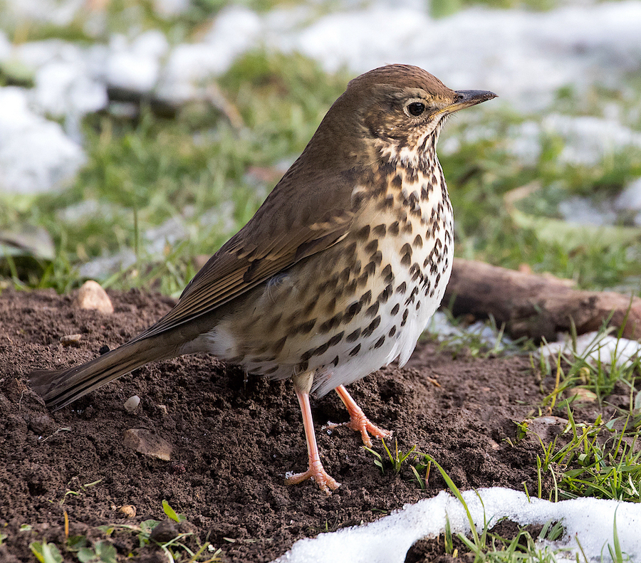 SongThrush 020318 Louth JRClarkson