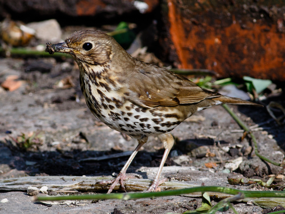 Song Thrush 090616 Louth JRClarkson
