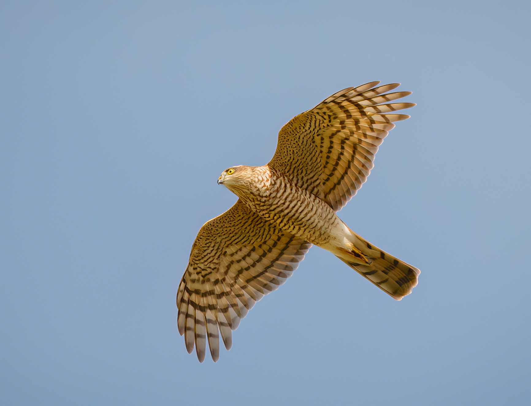 Sparrowhawk 230816 CovenhamRes JRClarkson topaz denoise