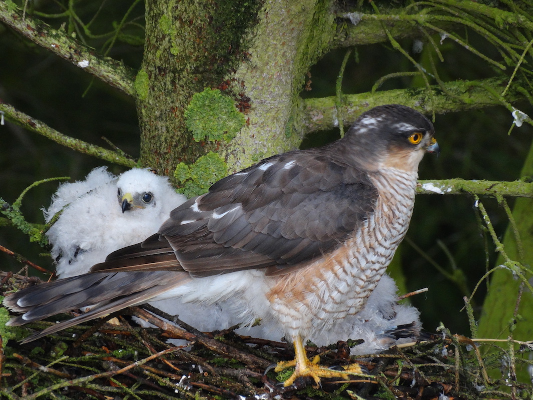 Sparrowhawk Nest 120715 Bourne ABall