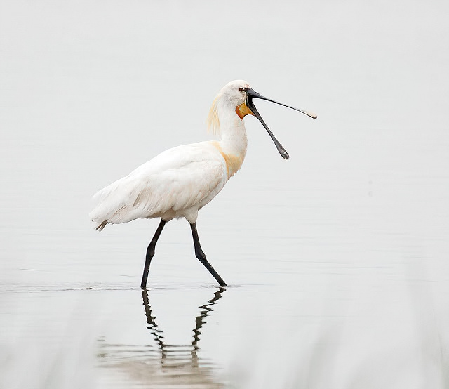 Spoonbill 040714 Alkborough GPCatley SharpenAI Motion
