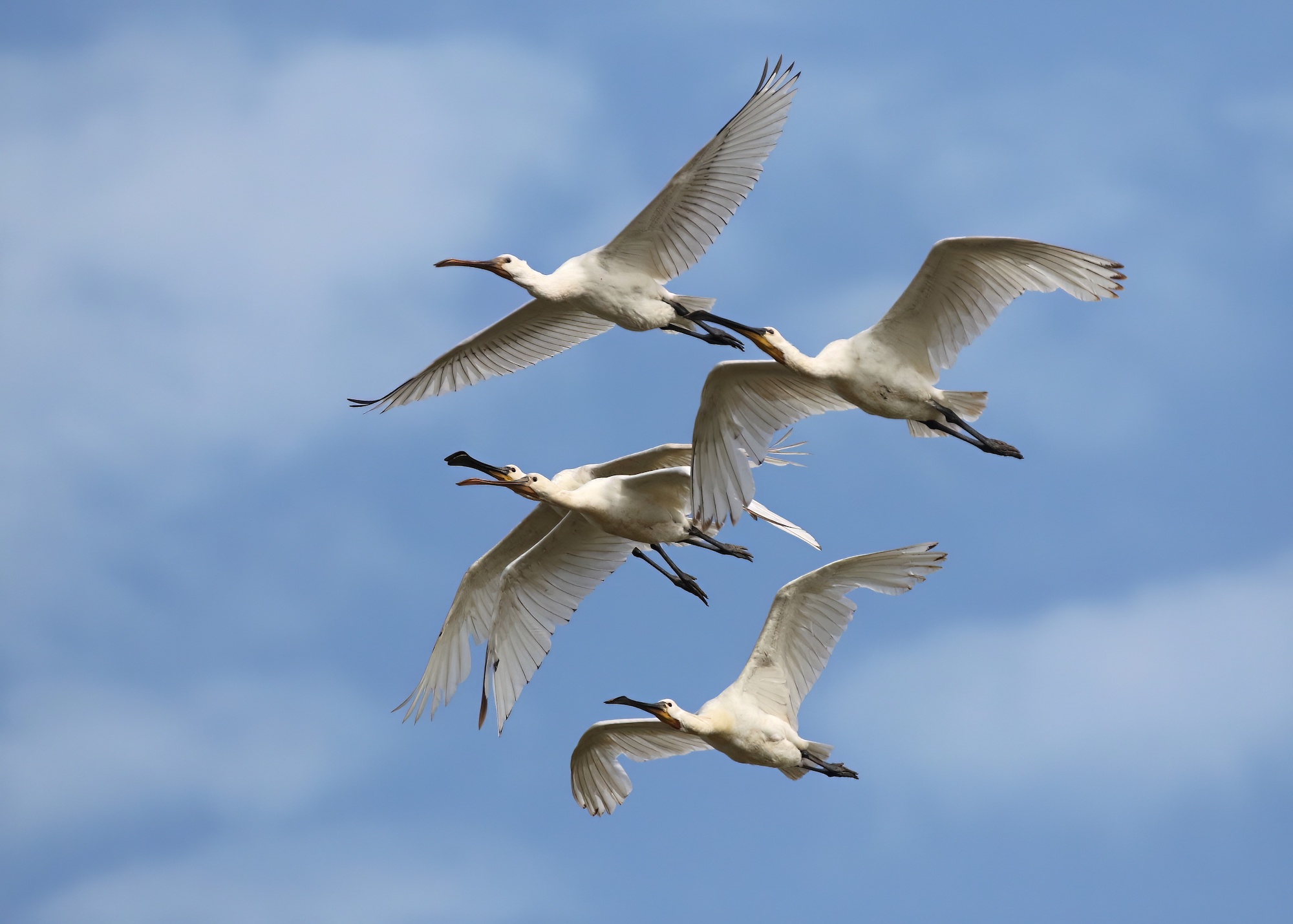 Spoonbills 050818GibPoint PNeale topaz denoise
