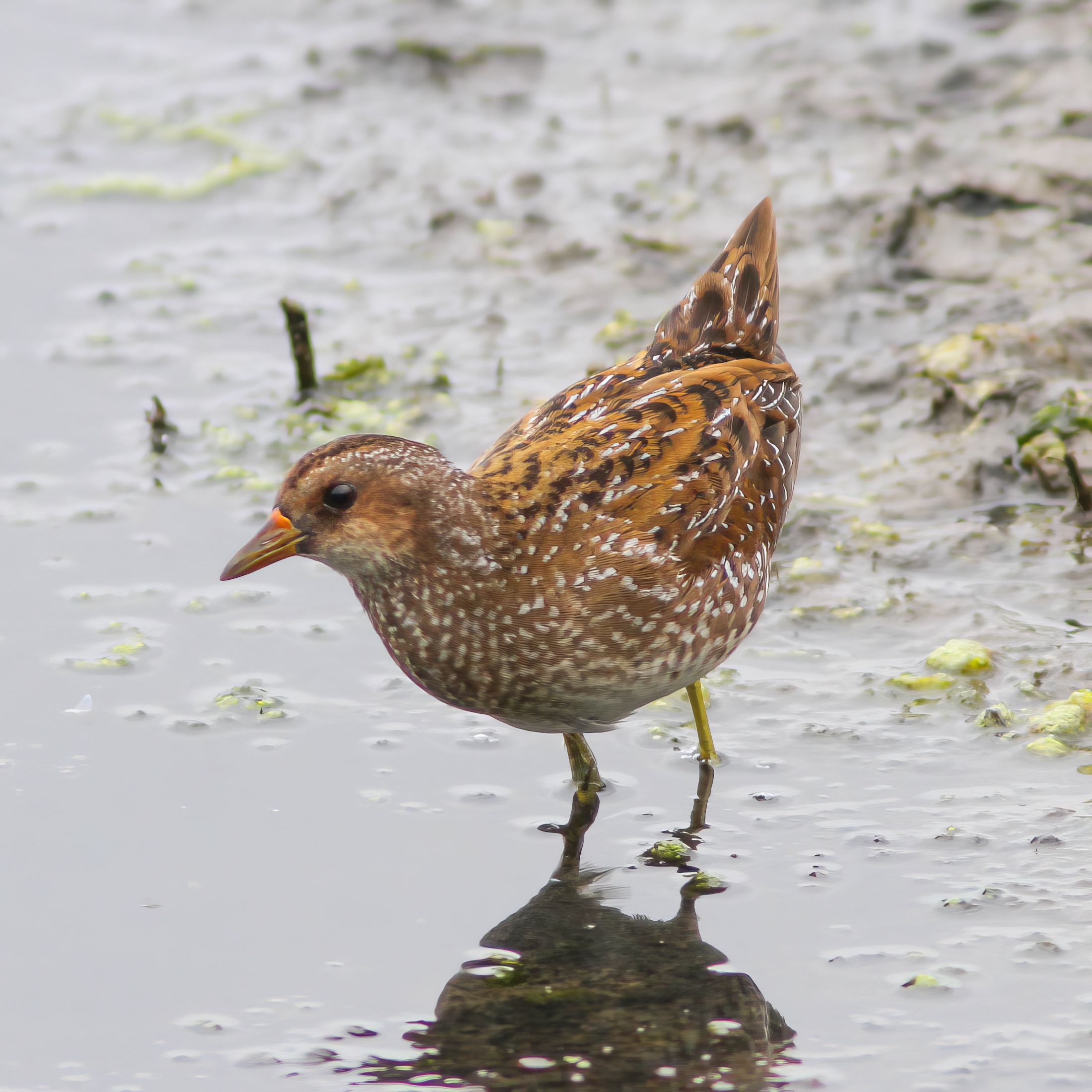 SpottedCrake August2018 GPBO PAHyde topaz enhance sharpen