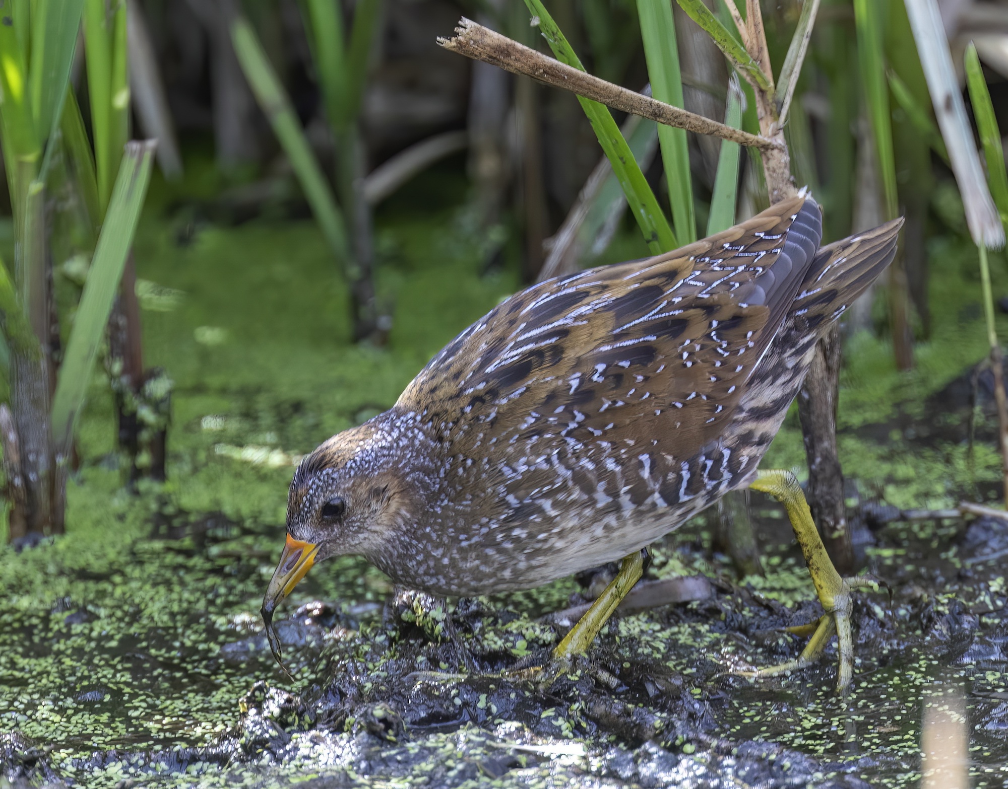 SpottedCrake August2018 Grimsby GPCatley topaz denoise