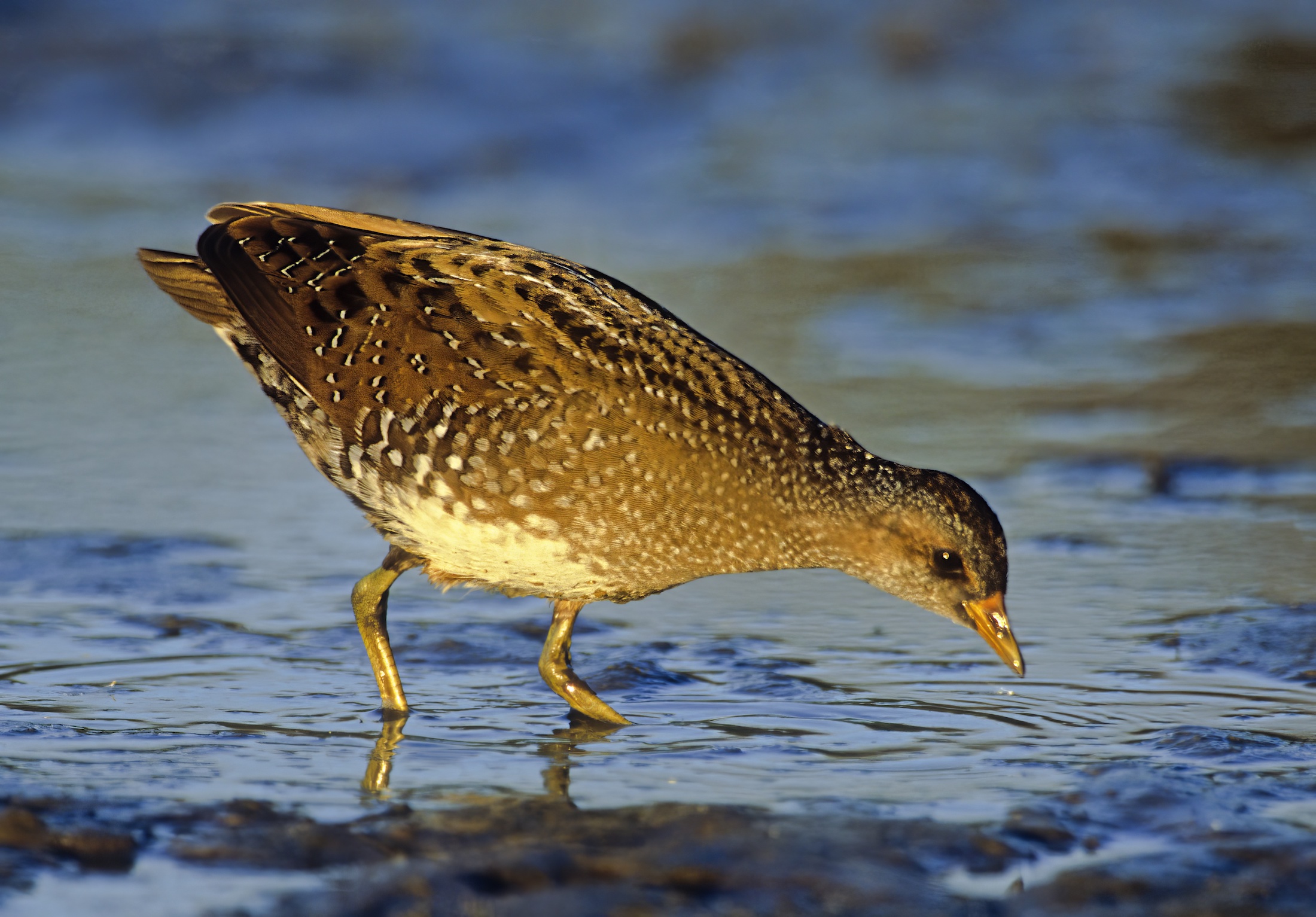 SpottedCrake September2003 Tetney ColinSmale topaz enhance