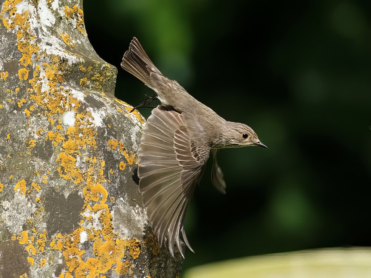 SpottedFlycatcher 180612 Spridlington RussHayes topaz enhance