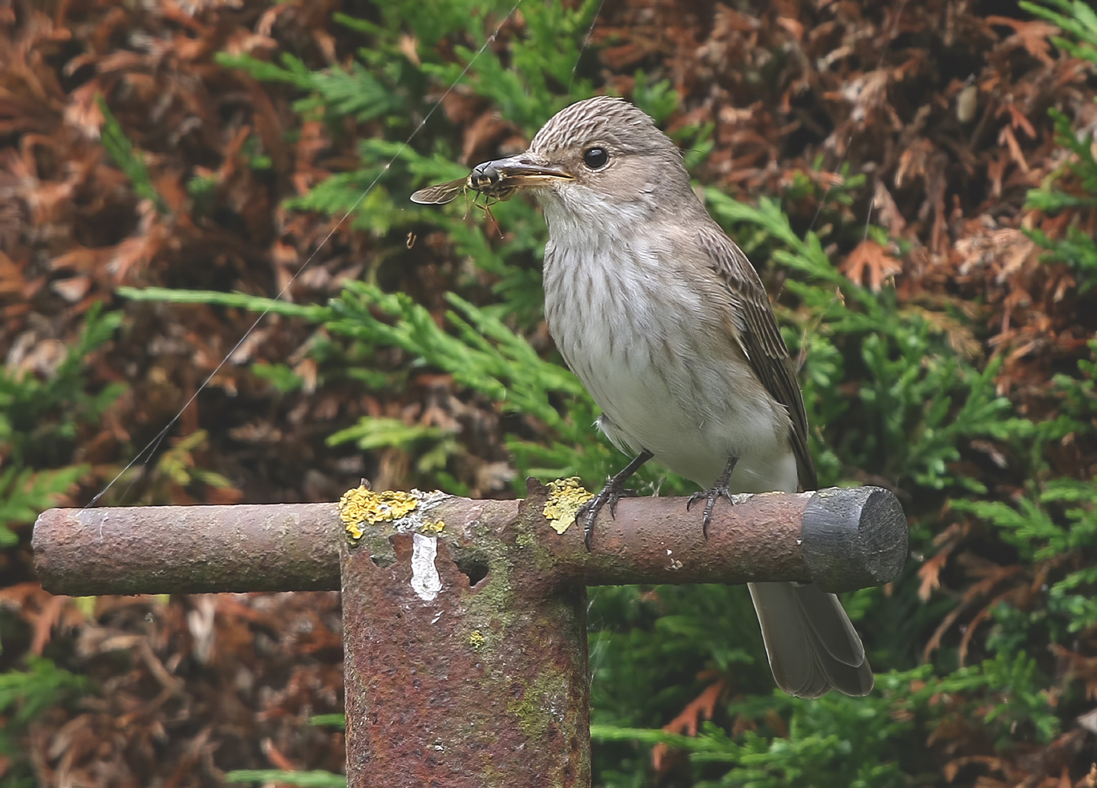 SpottedFlycatcher 290611 NthKelseyMoor RussHayes topaz enhance