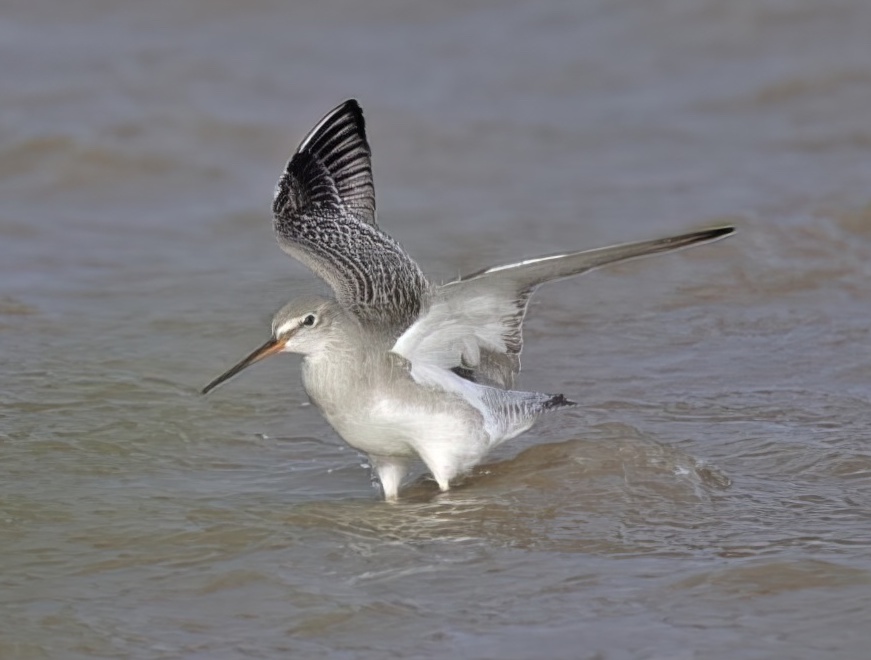 SpottedRedshank 291115 Alkborough GPC topaz denoise enhance