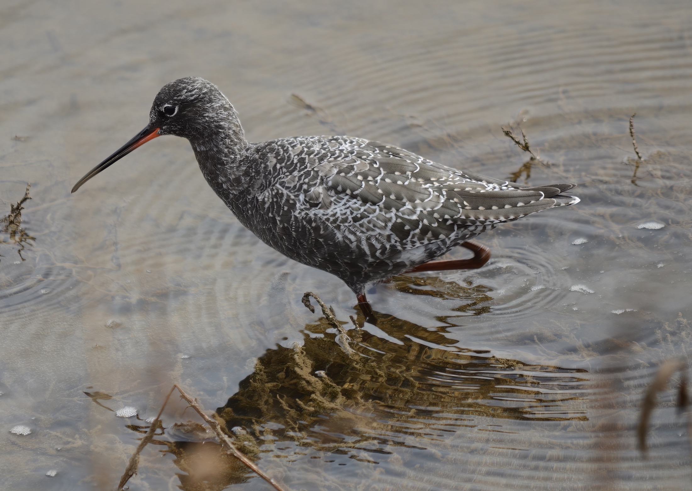 SpottedRedshank IanMisselbrook topaz denoise sharpen