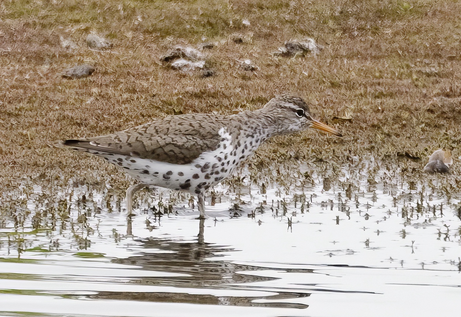 SpottedSandpiper 170611 Whisby GPCatley topaz enhance
