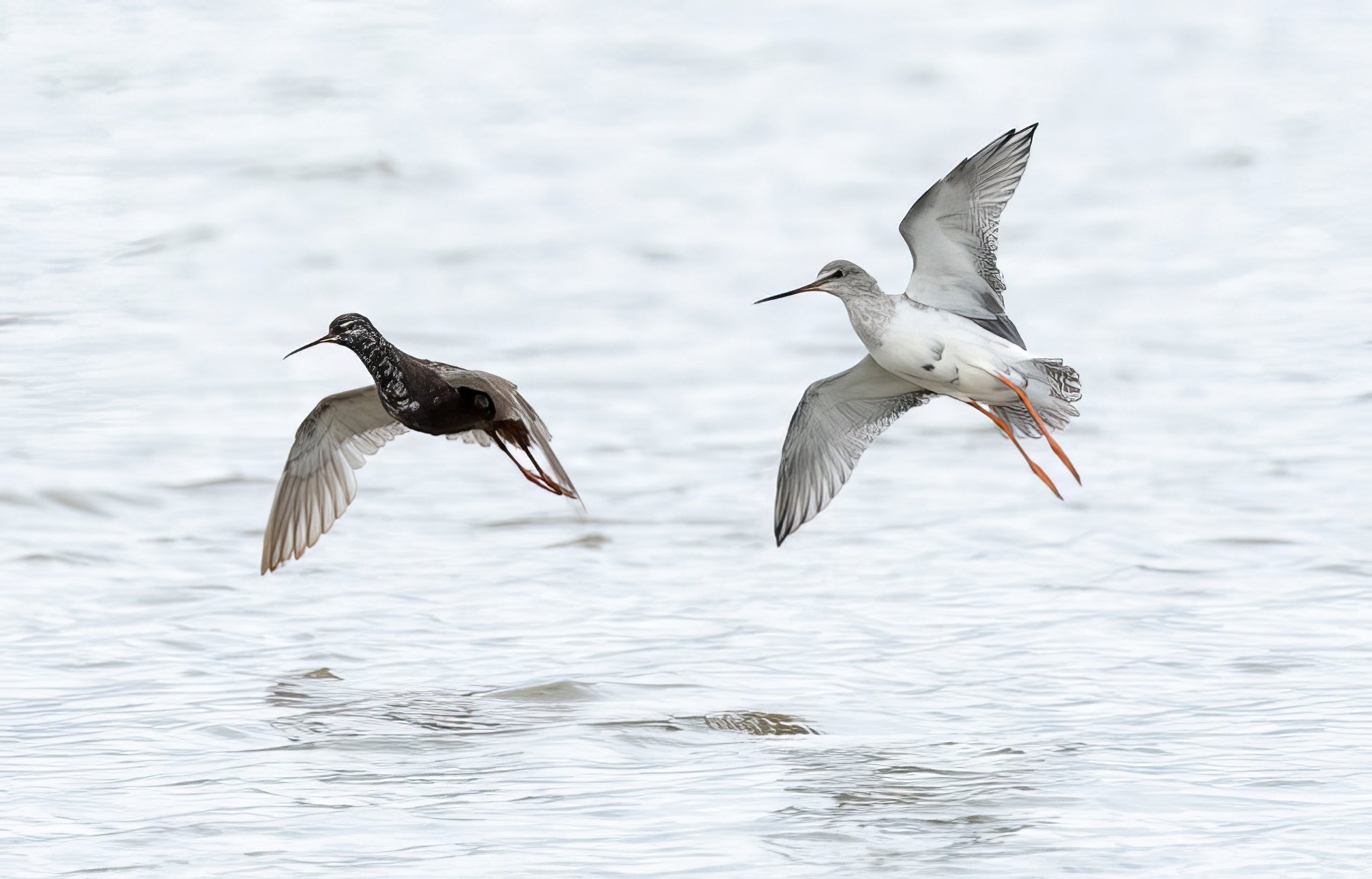 Spotted Redshank 310721 Alkborough GPCatley topaz enhance