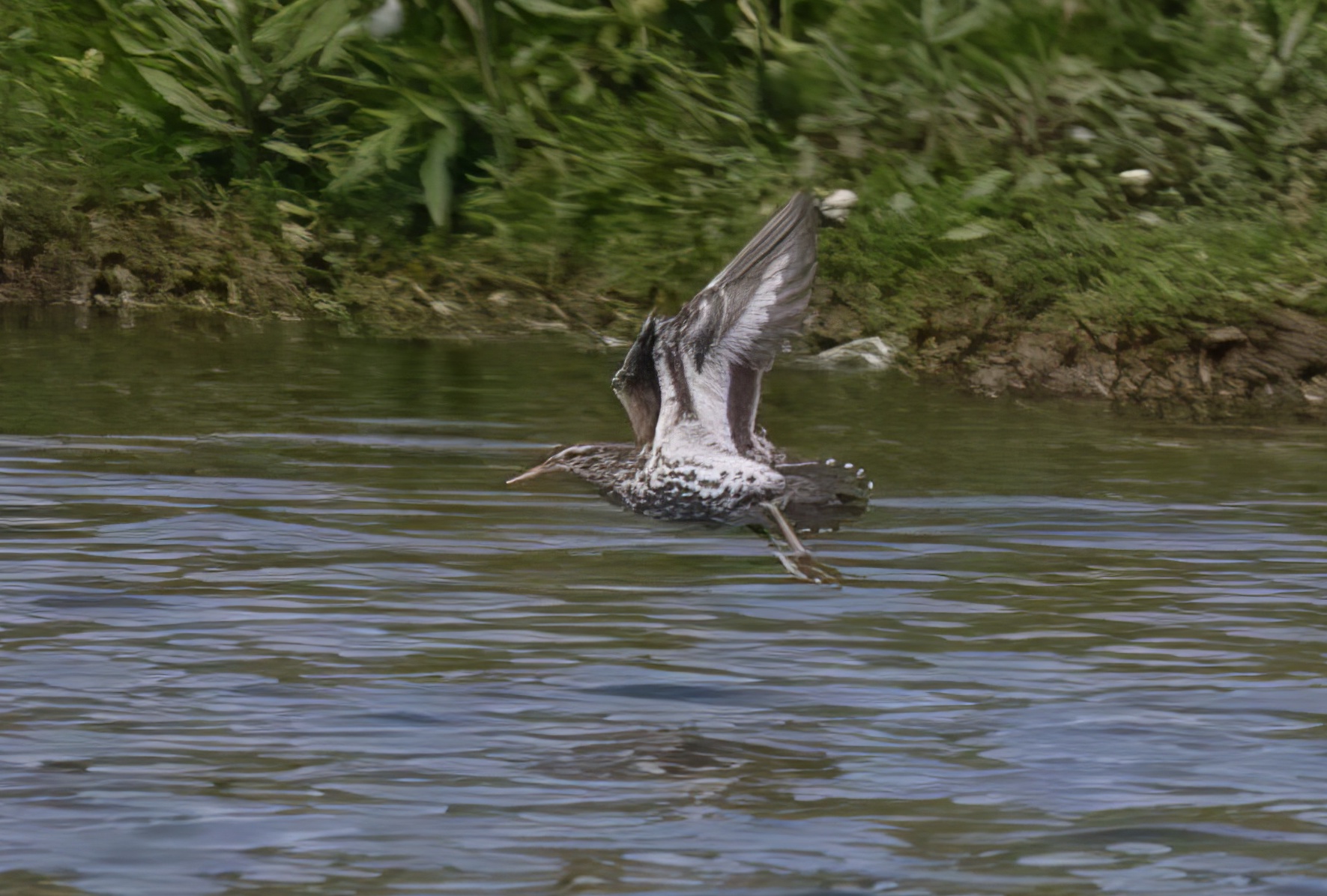 Spotted Sandpiper 310507 MessinghamSQ GPCatley topaz enhance