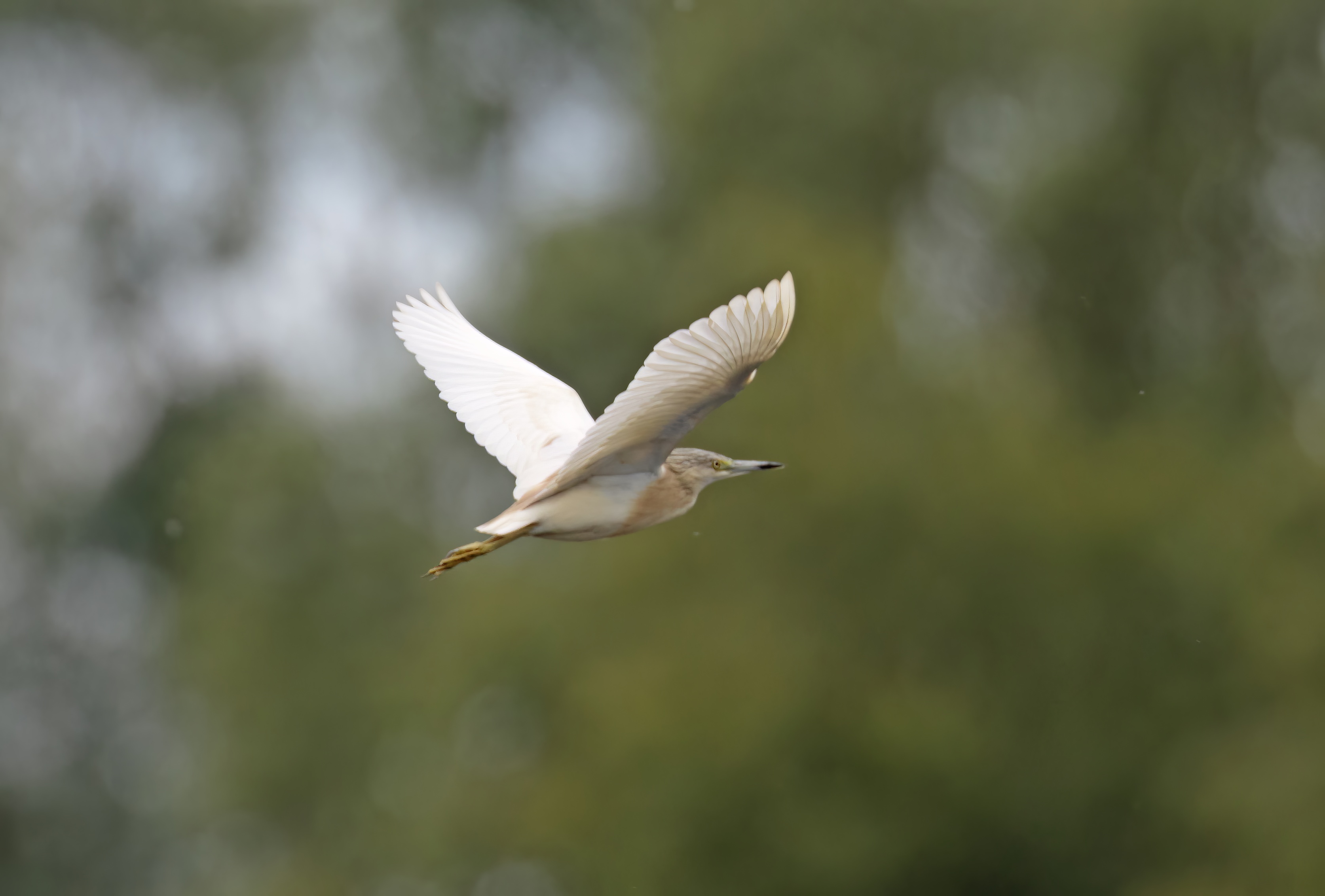 SquaccoHeron 270615 KirkbyGP GPCatley topaz denoise enhance