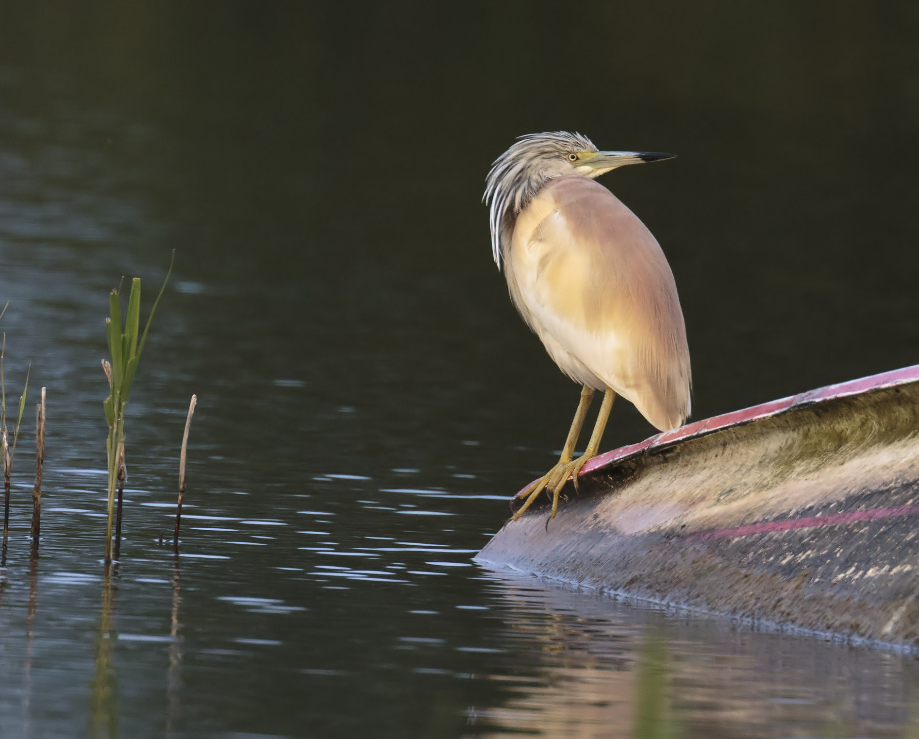 Squacco Heron1 090816 BartonPits GPCatley