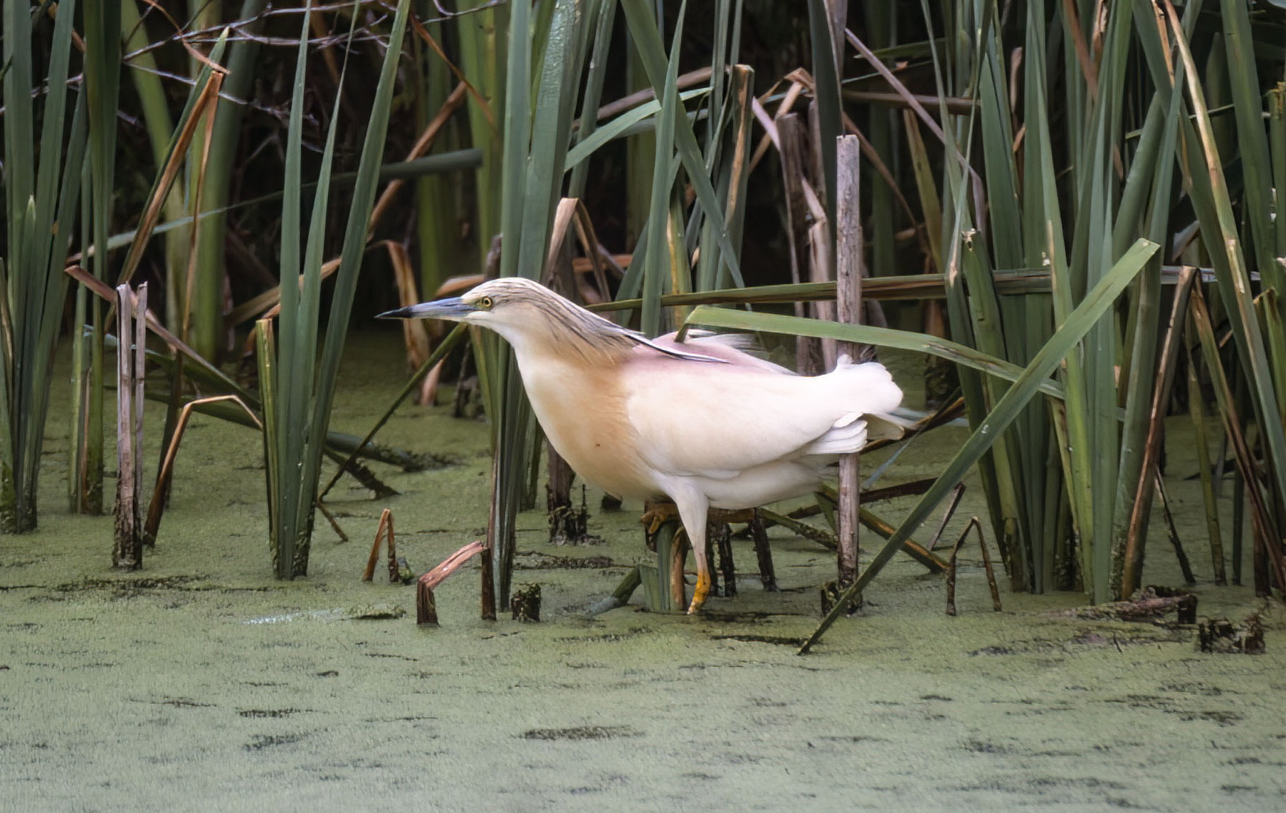 Squacco Heron Grange Lane Messingham June 4th 1999 GPC