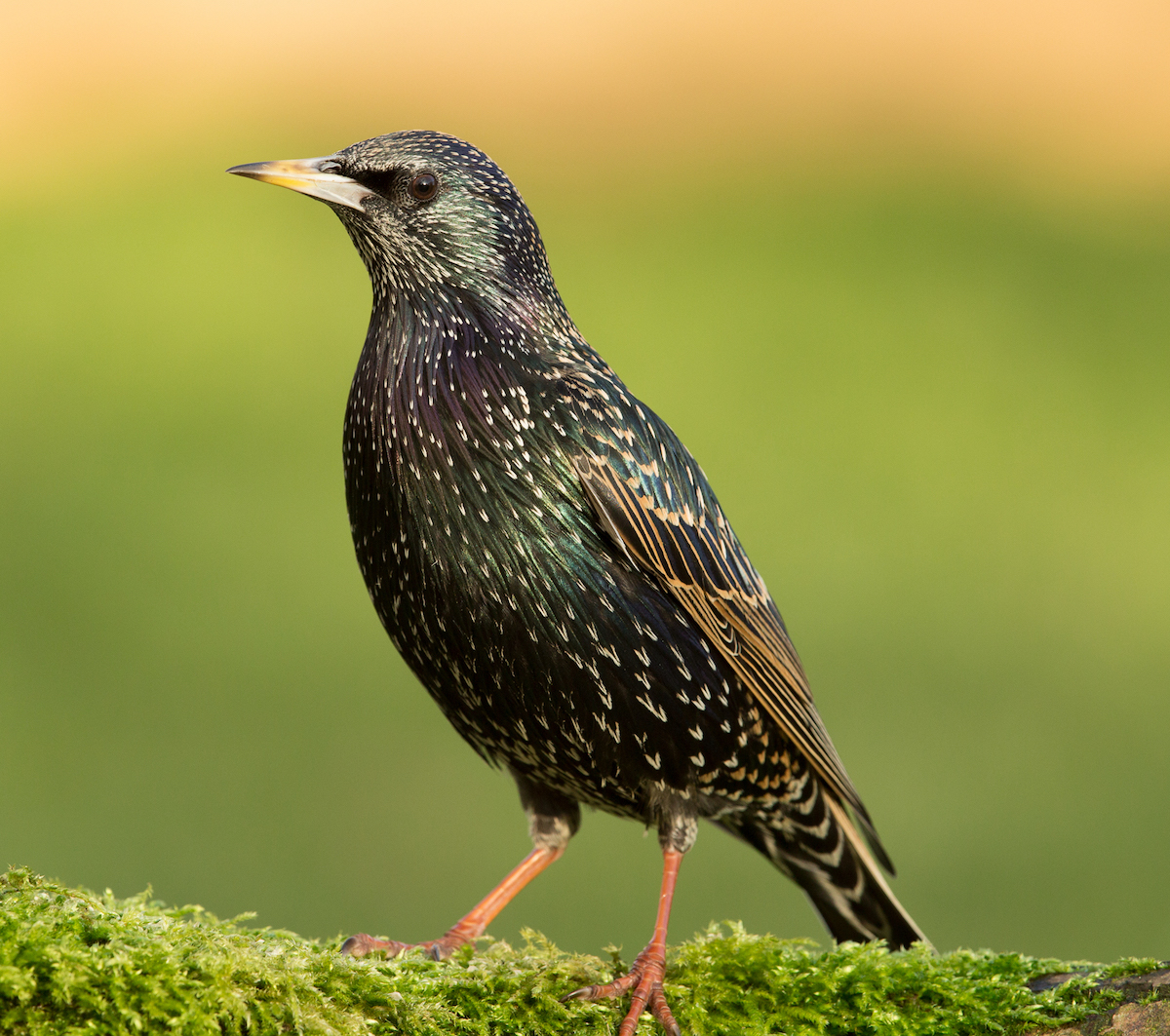 Starling North Somercotes 28122014 MDJ.jpg