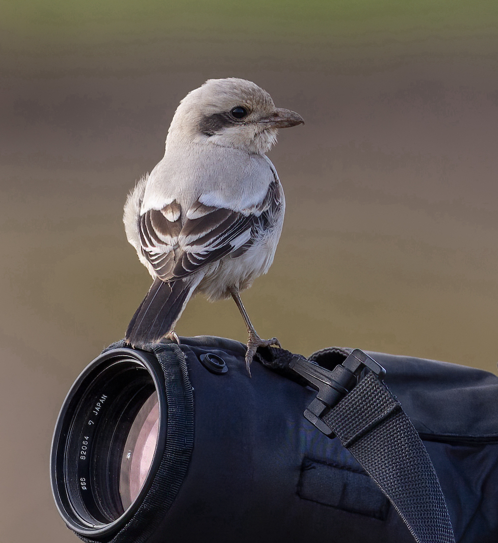 SteppeGreyShrike1 091108 Grainthorpe GPCatley