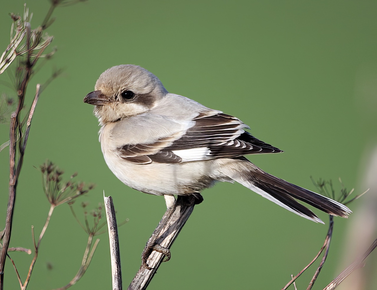 SteppeGreyShrike 091108 Grainthorpe DEades topaz enhance