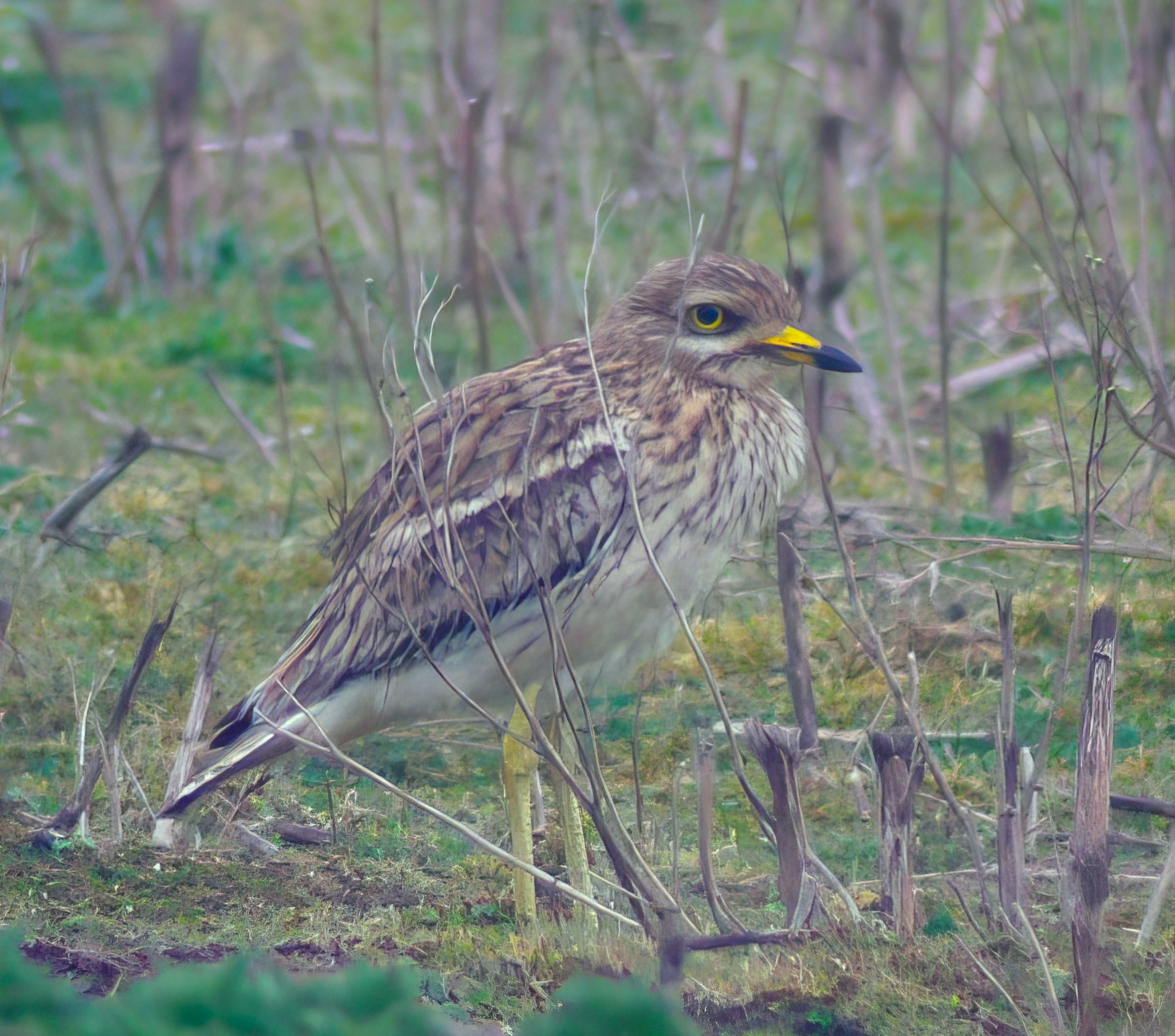 StoneCurlew Greetwell 130407 RussHayes topaz enhance
