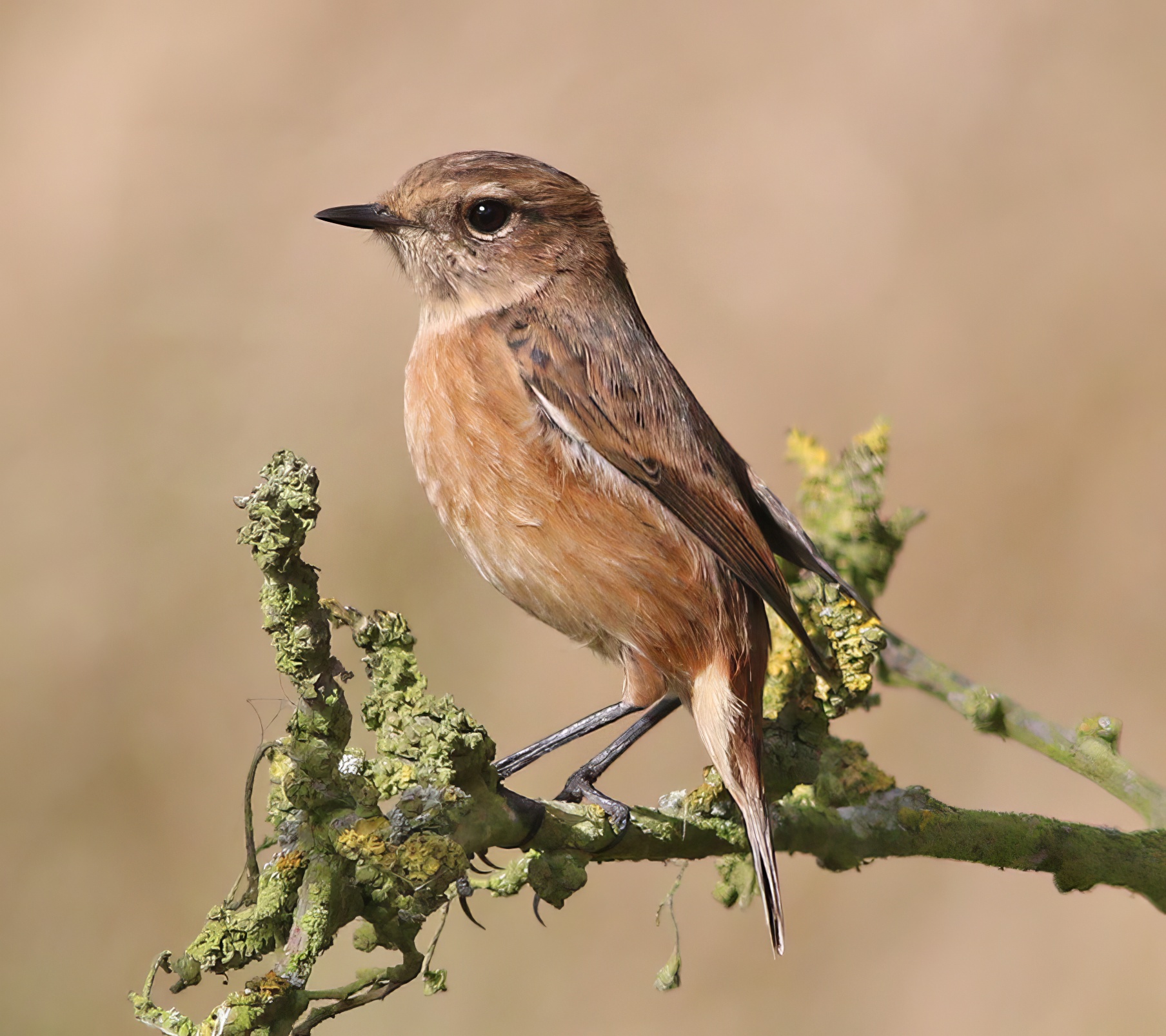 Stonechat 091016 DonnaNook RussHayes topaz enhance