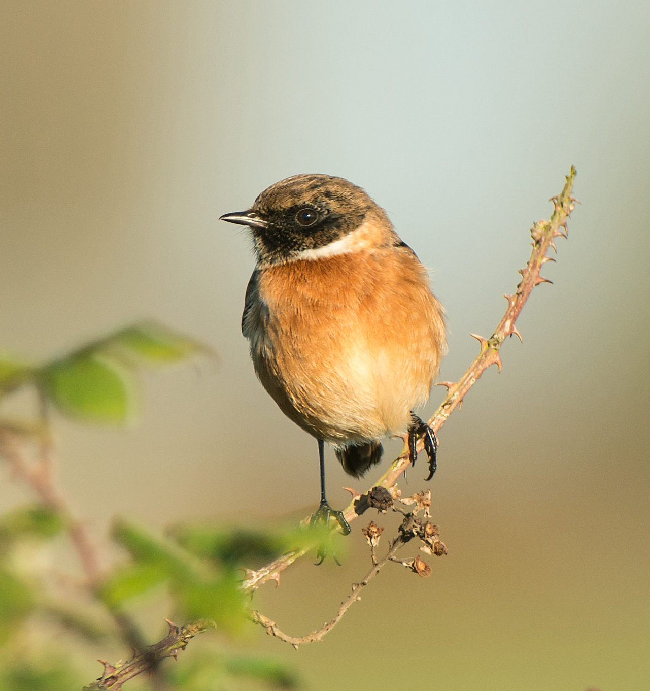 Stonechat 161116 FramptonMarsh SteveKeightley