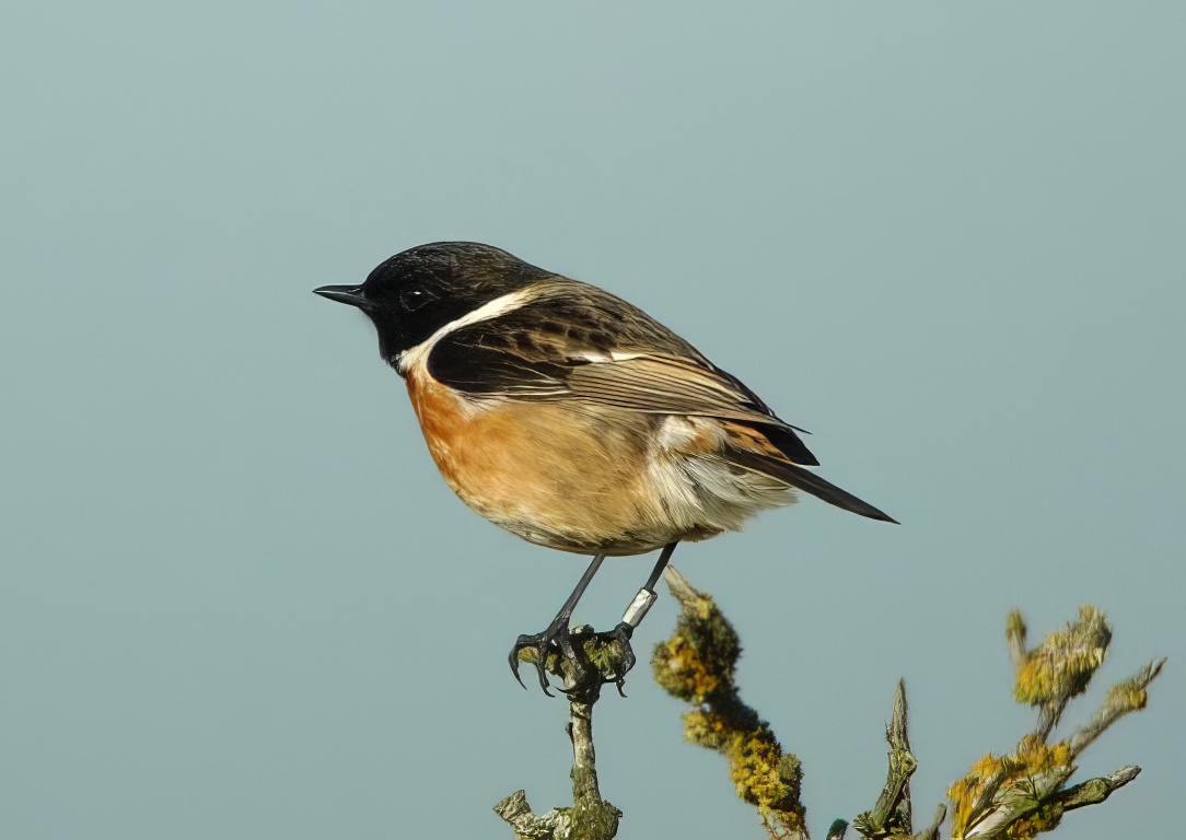 Stonechat 200312 GibPoint PaulNeale topaz enhance