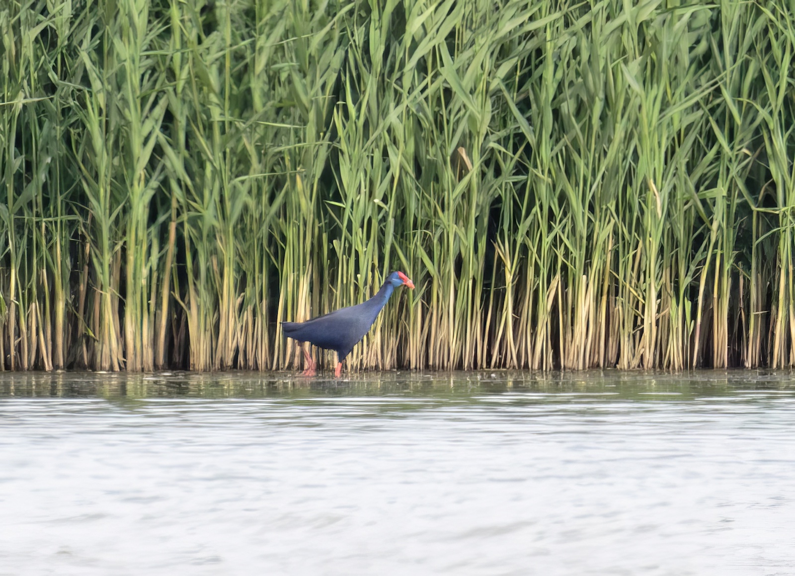 Swamphen 050916 Alkborough GPCatley topaz enhance