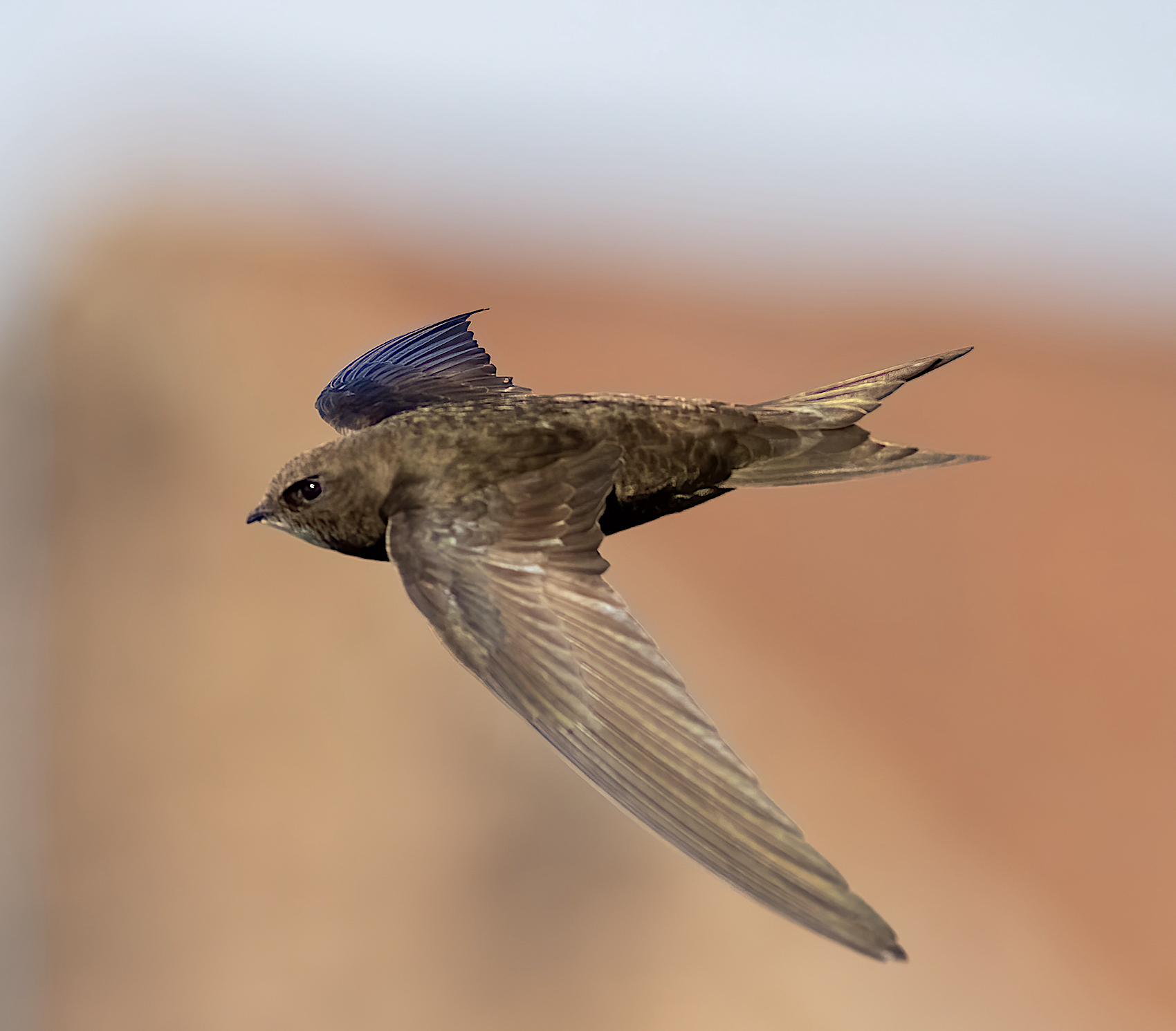 Swift June2009 Barton GPCatley