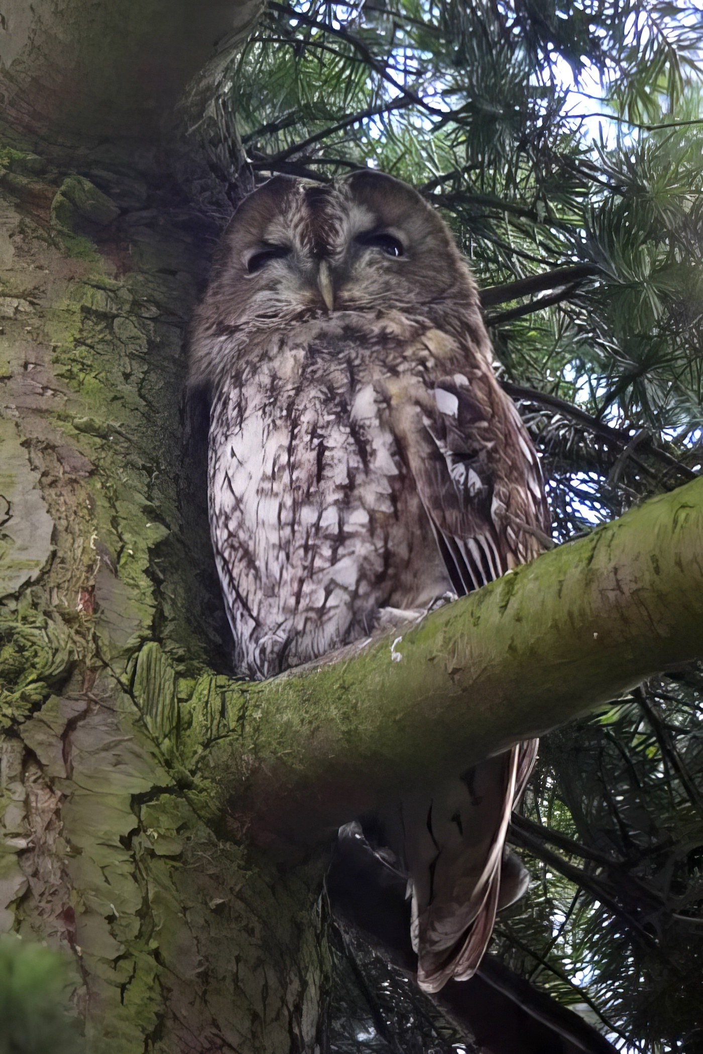 TawnyOwl 031211 Nocton RHayes topaz enhance
