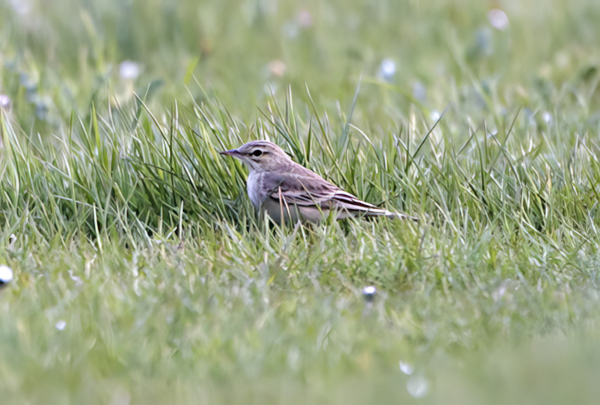TawnyPipit 250411 TetneyLock GPCatley topaz enhance
