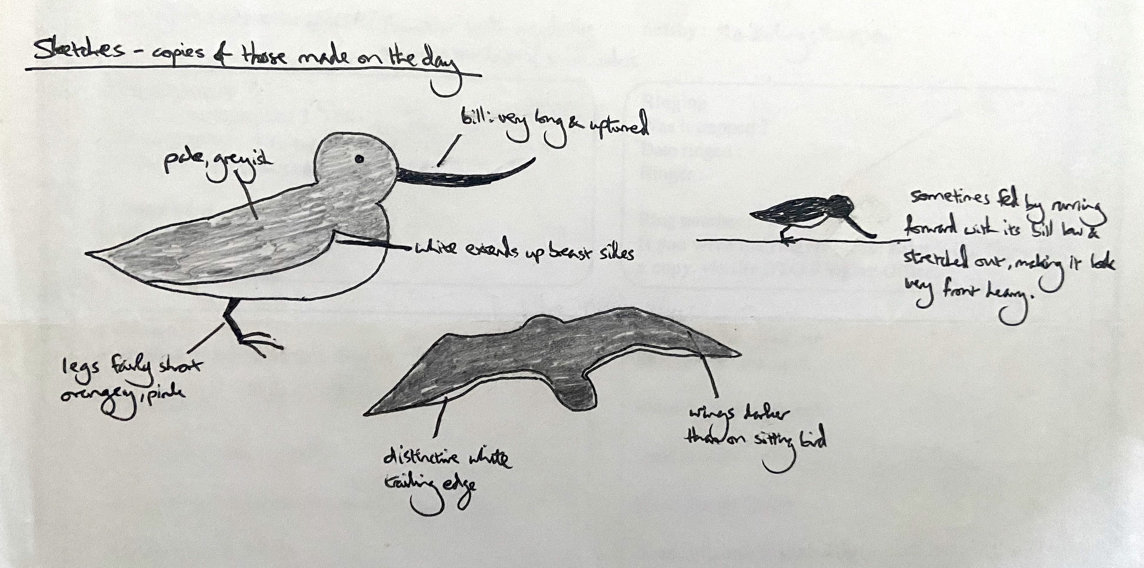 TerekSandpiper 180705 GPBO GGarner