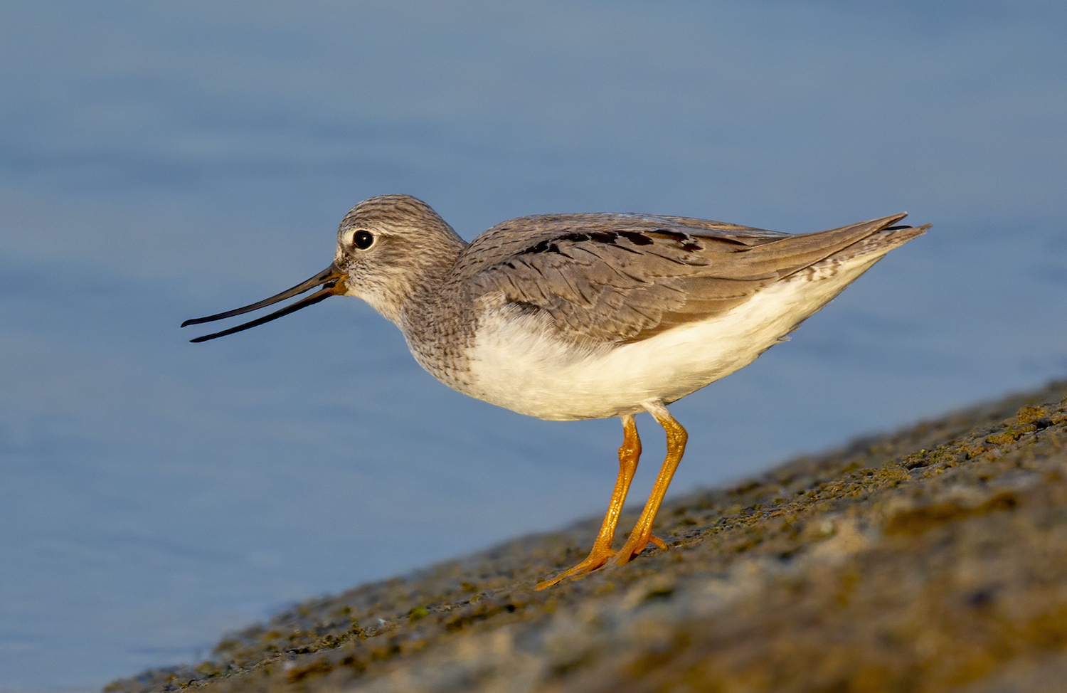 TerekSandpiper 200514 CovenhamRes GPCatley