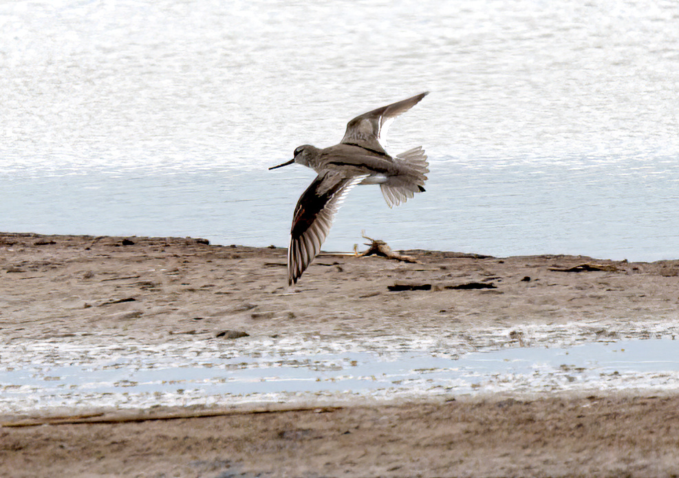 Terek Sandpiper2 170609 GibPoint NSmith SharpenAI Motion