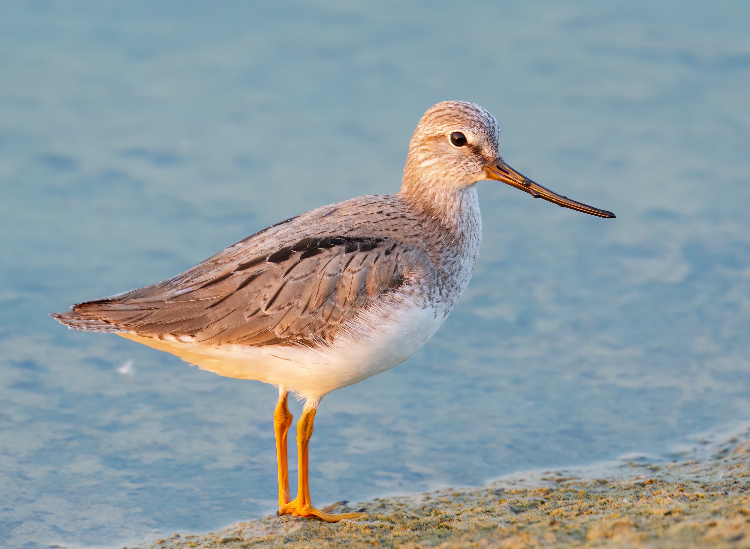 Terek Sandpiper 200514 CovenhamRes MarkJohnson topaz denoise