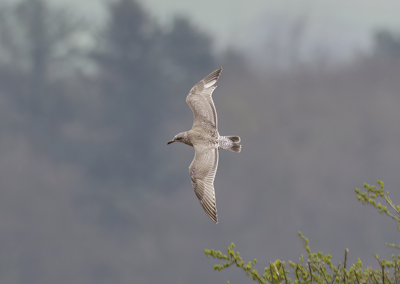 ThayersGull2 April2012 Elsham Top GPCatley topaz denoise